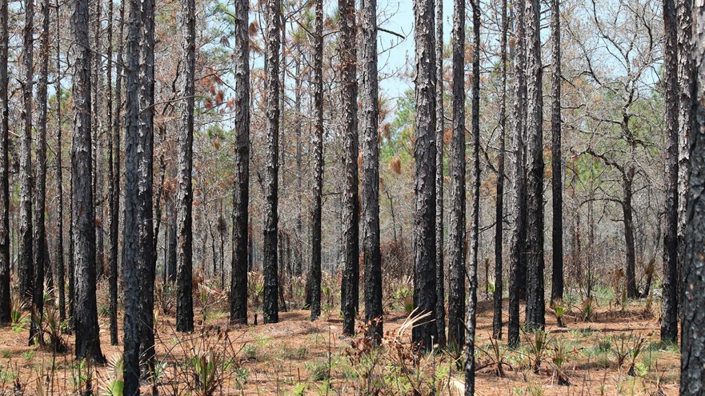 Charred slash pine trunks, after a recent controlled burn.