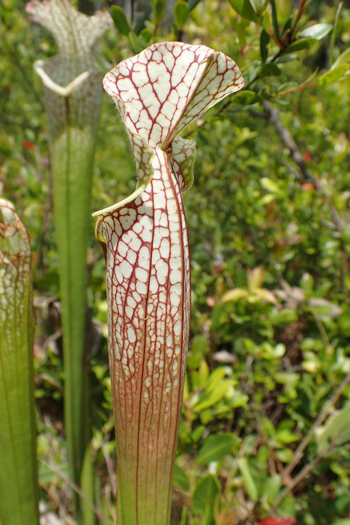 White topped pitcher plant