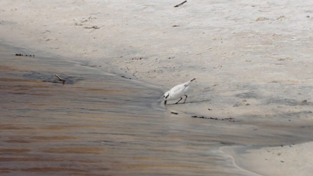 A snowy plover forages along the outfall of Deer Lake, a coastal dune lake in Walton County, Florida.