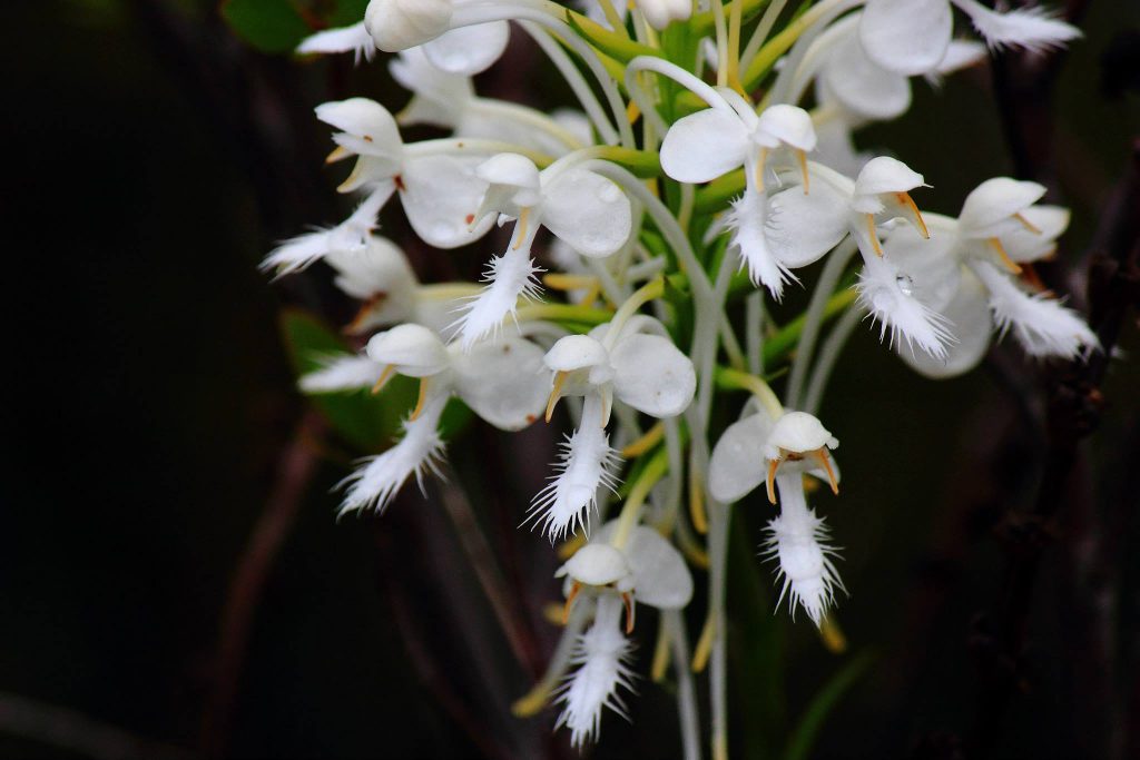 White fringed orchid (photo courtesy Jeff Talbert, Atlanta Botanical Garden).