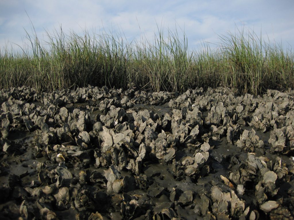 Intertidal oyster reef by coastal salt marsh in Alligator Harbor, Florida.