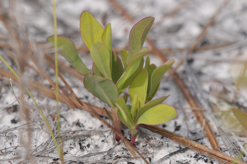 Telephus spurge (Euphorbia telephioiides).