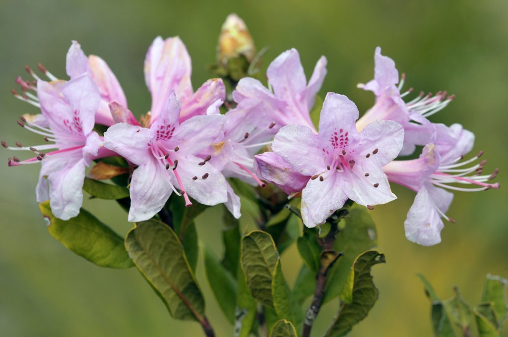 Chapman's rhododendron (Rhododendron chapmanii) blooms.