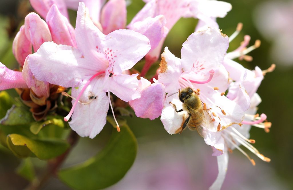 Bee pollinating a Chapman's rhododendron.