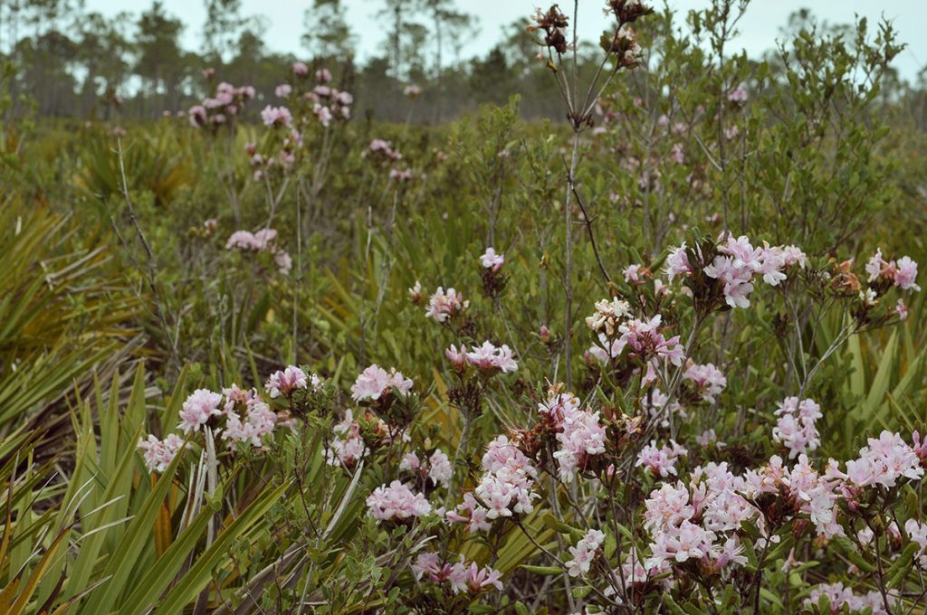 Chapman rhododendron (Rhododendron chapmanii) bushes at the Saint Joseph Bay Buffer Preserve in north Florida.