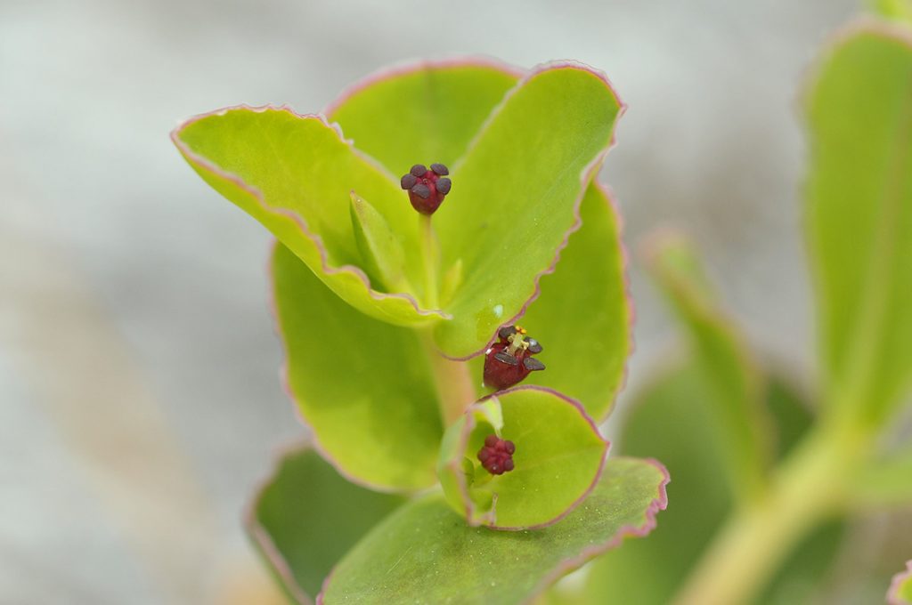 Telephus spurge (Euphorbia telephioiides) flower