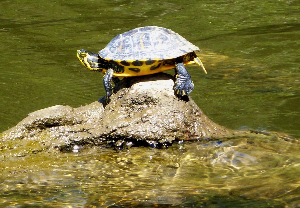 Yellow bellied slider or Suwanee cooter?