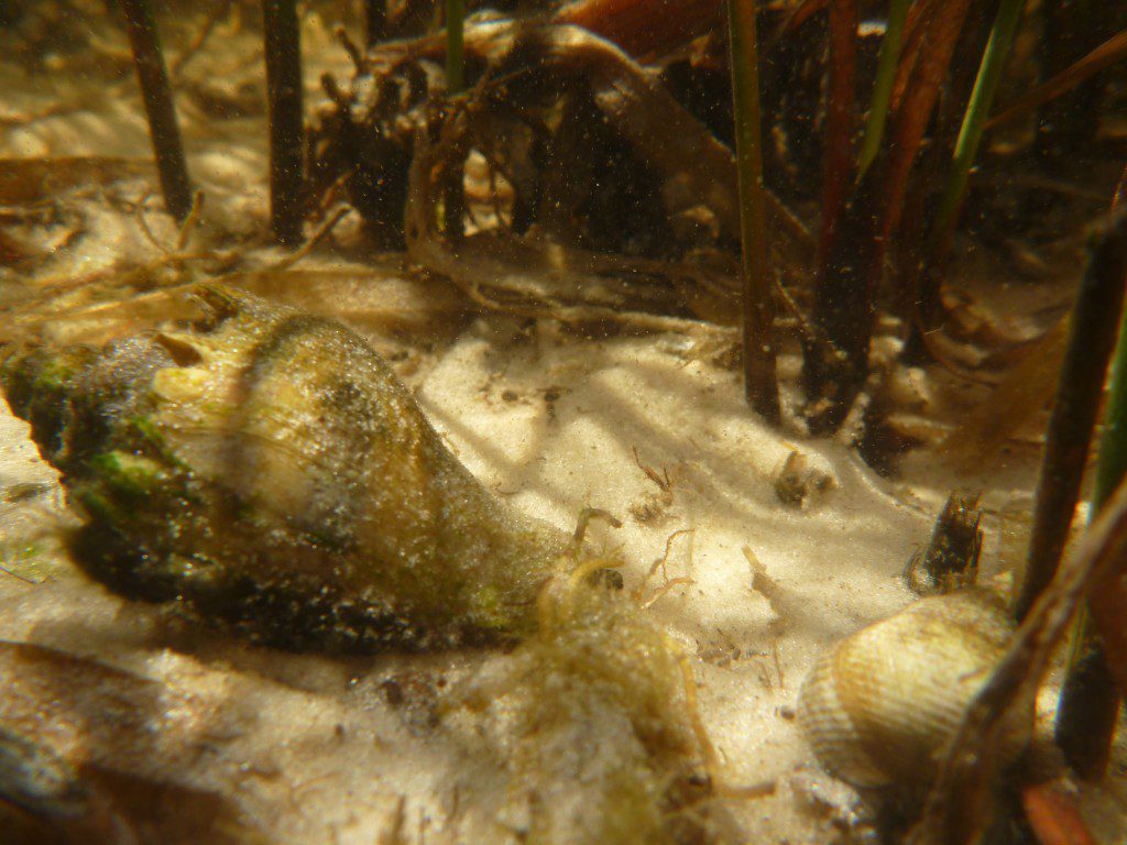 Crown conch pursuing periwinkle snail