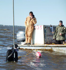Hanna Garland installs a rebar cage on the floor of the Apalachicola Bay, in which her and David's experiments will be safe from oyster tongs and boat props.