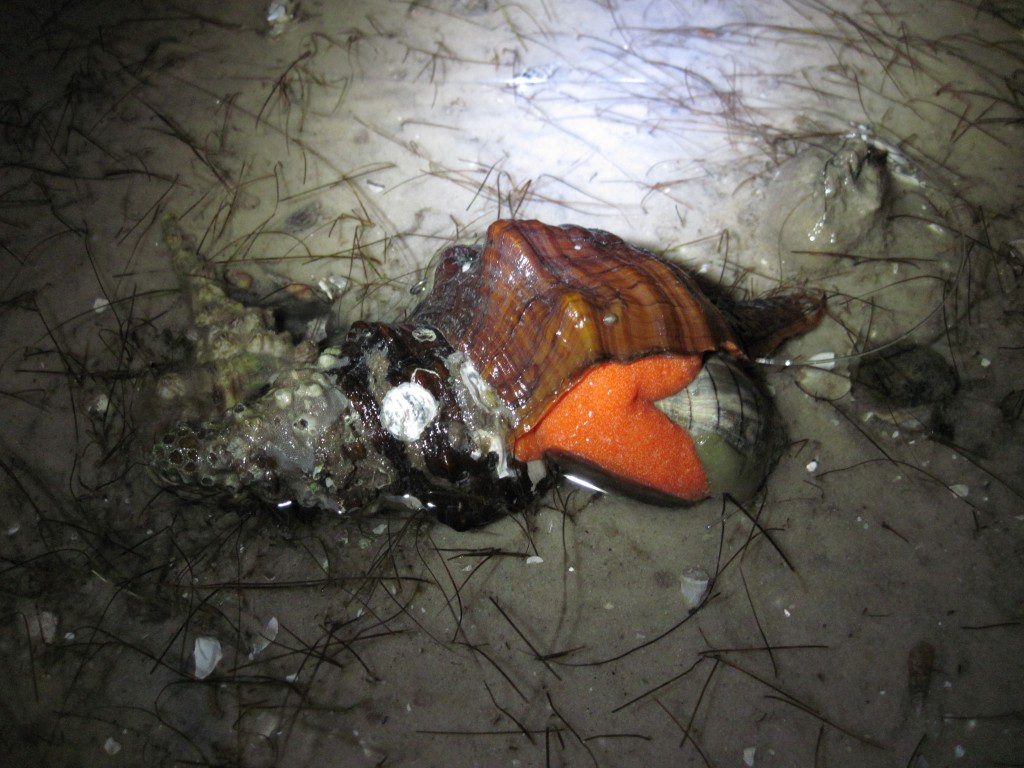 Horse conch consuming a banded tulip snail on Bay Mouth Bar.