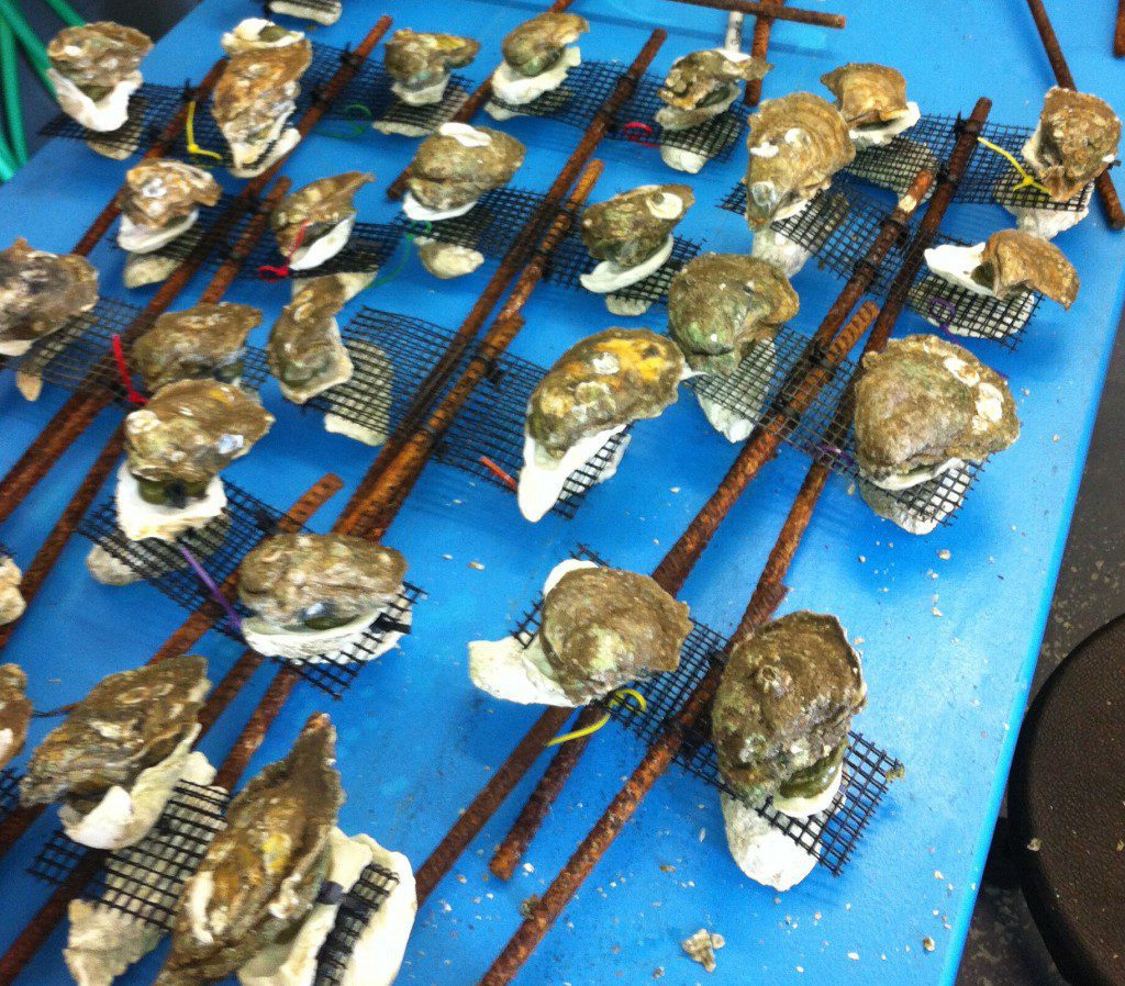 Live, market-sized Apalachicola Oysters epoxied to posts for an experiment in Apalachicola Bay.