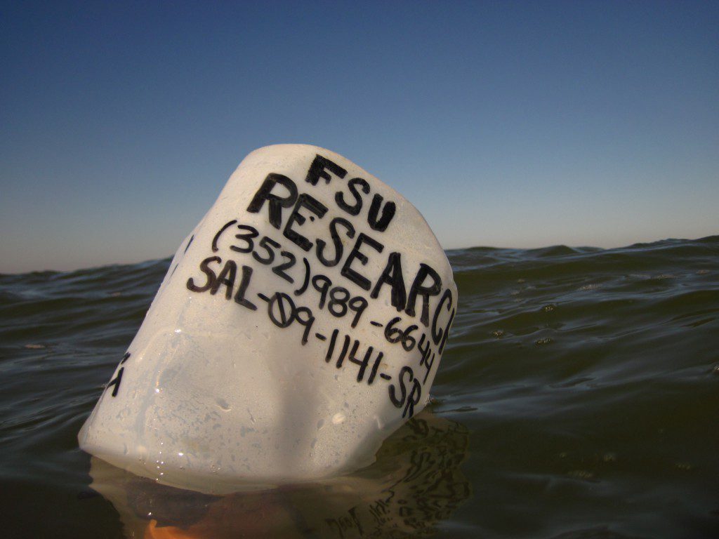 Buoy marking a submerged experiment in Apalachicola Bay.