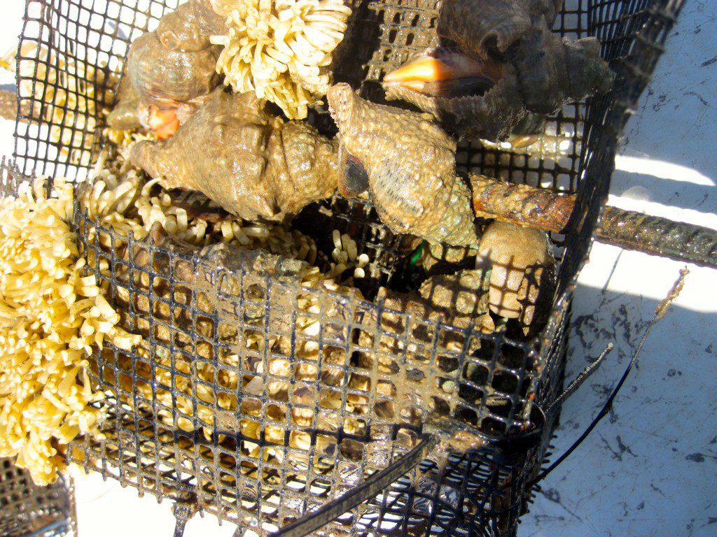 Oyster drills infest a caged oyster experiment in Apalachicola Bay in 2013. The white masses are oyster drills eggs.
