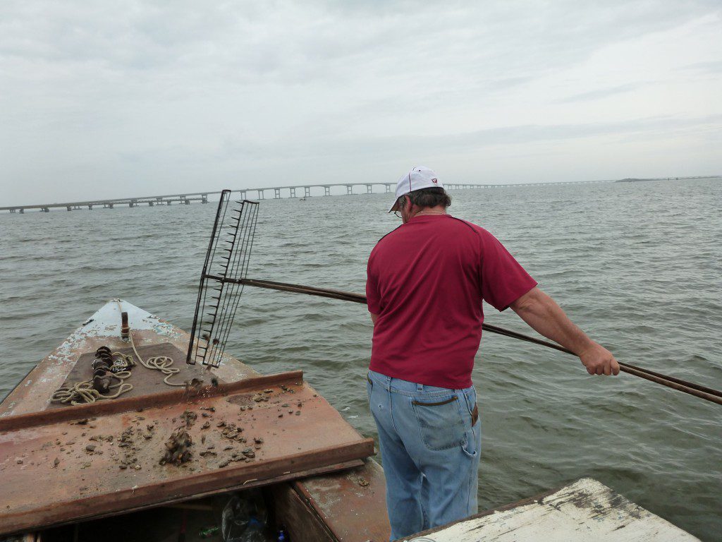 Shawn Hartsfield tonging for oysters to be used in the Apalachicola Bay experiment