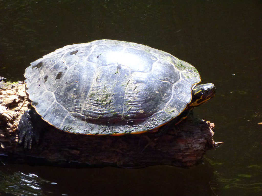 Turtle seen on Slave Canal, Florida kayaking trip.