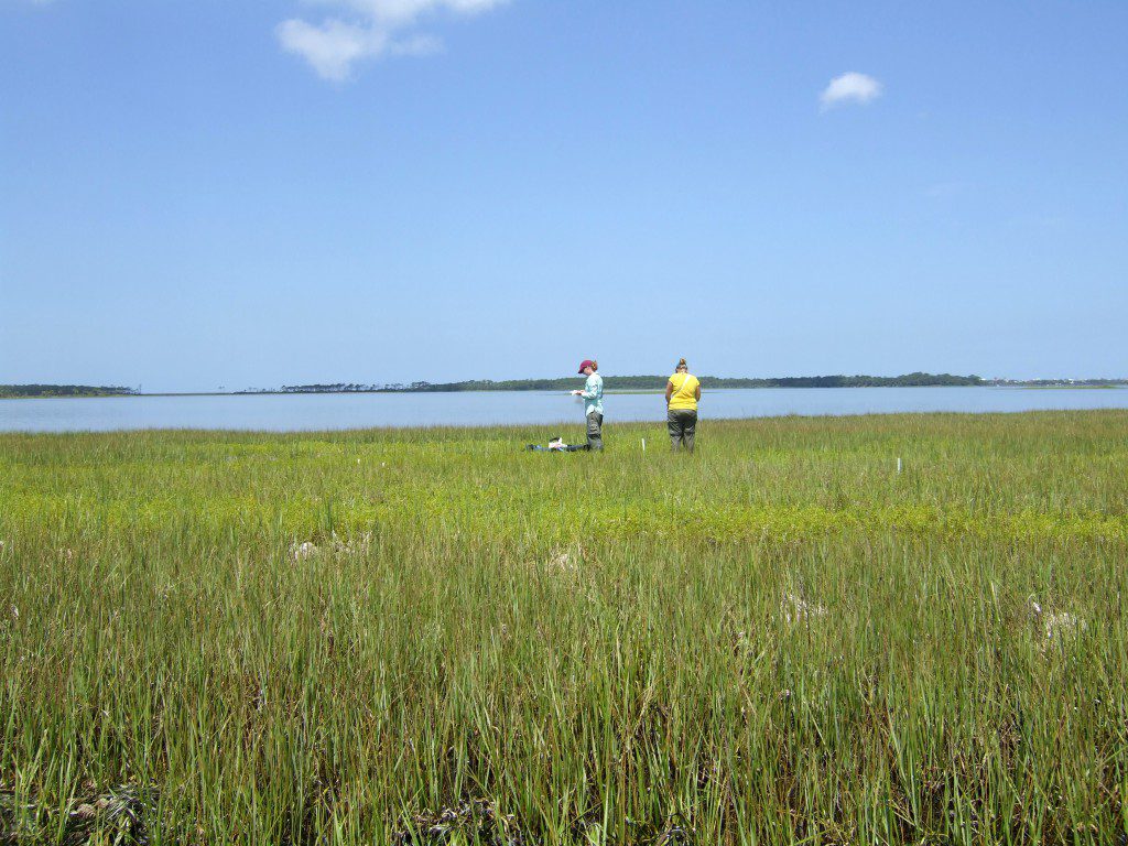 Its difficult to see the diversity of the cordgrass in this vast sea of green.