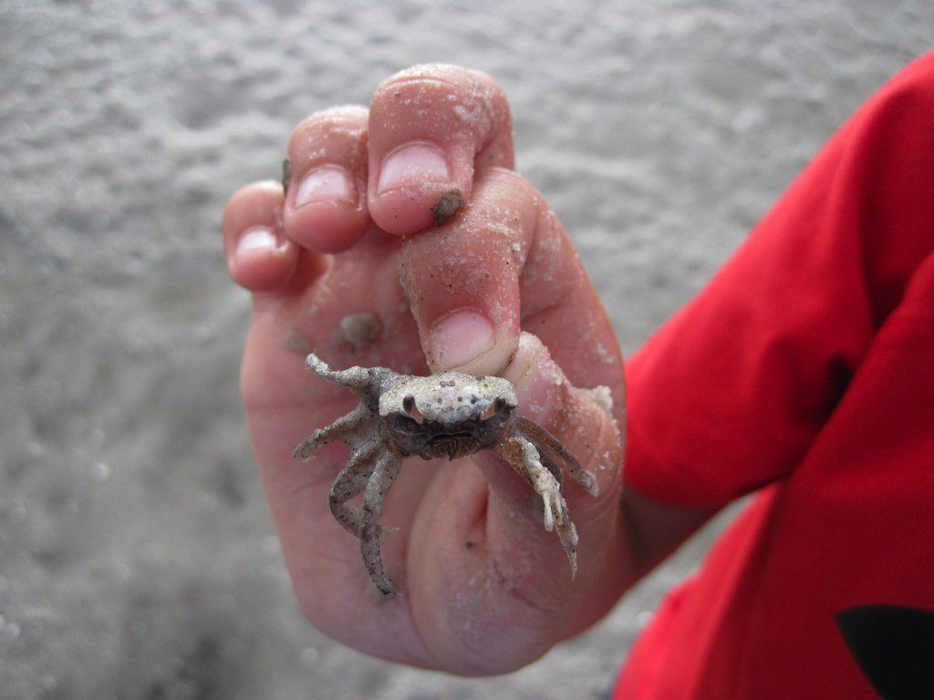 Fiddler crab found in a St. Joseph Bay salt marsh.