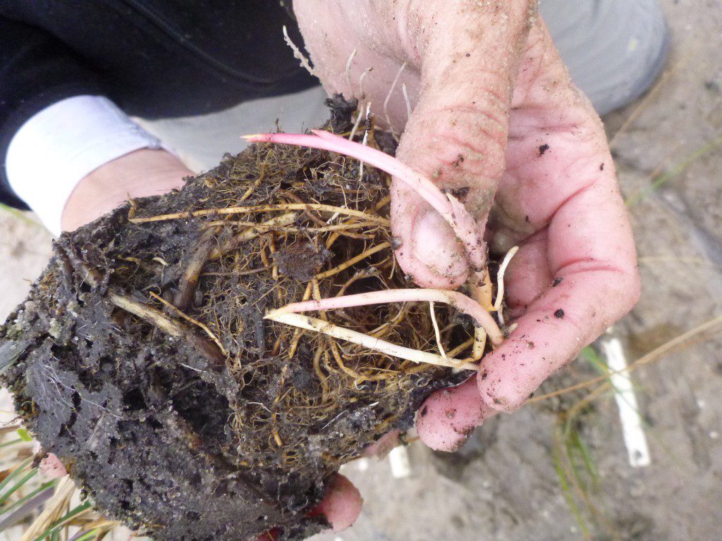 Some of a Spartina plant's below ground root structure. &nbsp;Many of the plants used in Randall's experiment have sent out rhizomes under the sediment which have sprouted new shoots. &nbsp;If you're at the edge of a salt marsh and see a line of marsh cordgrass plants sticking out into the water, they're likely connected by such a rhizome.
