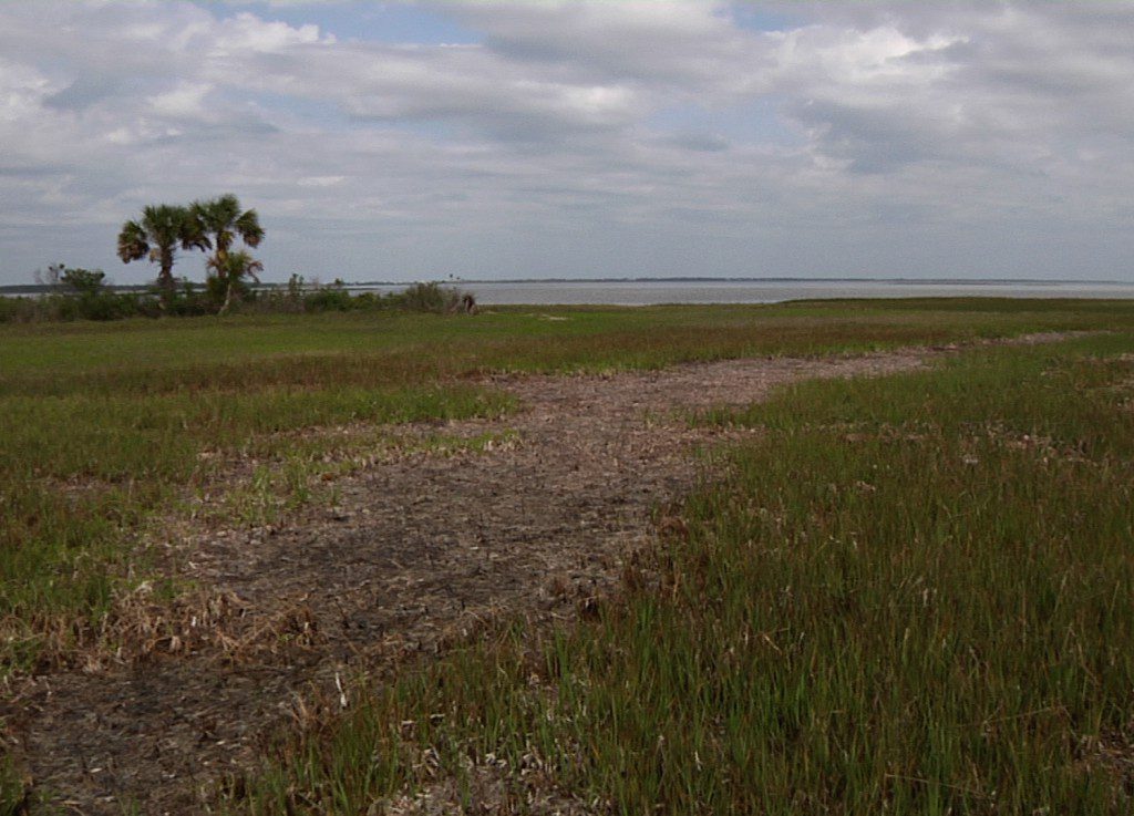 Bare spot left in salt marsh left by seagrass wrack.