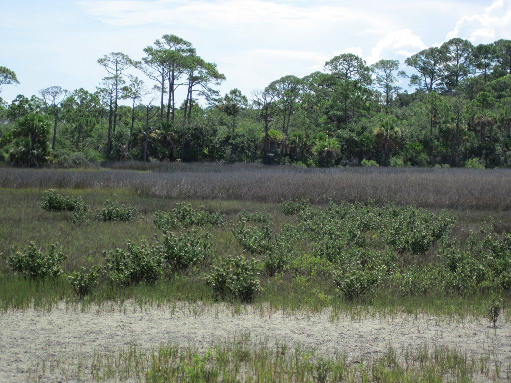 Shrubby black mangroves (Avicennia germinans) are an increasingly common site in the Saint Joseph Bay State Buffer Preserve.