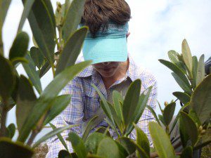Dr. Randall Hughes inspects a black mangrove growing in the Saint Joseph Bay State Buffer Preserve.