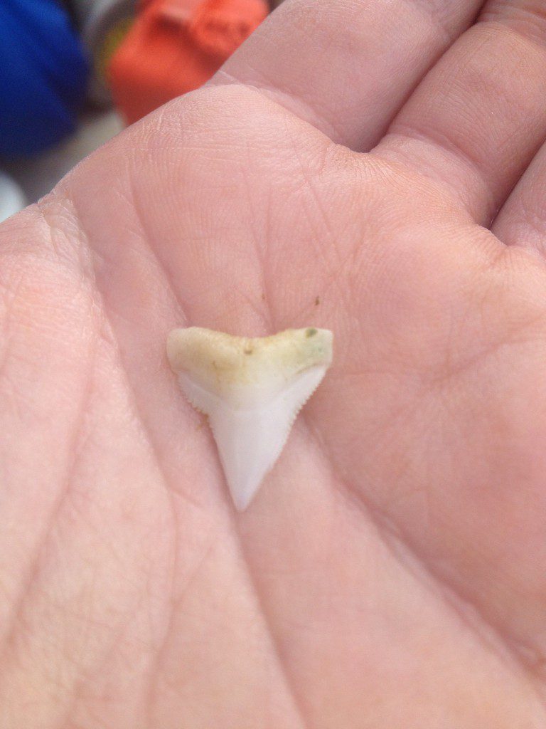 Shark tooth found in Apalachicola Bay buoy marking oyster reef experiment.
