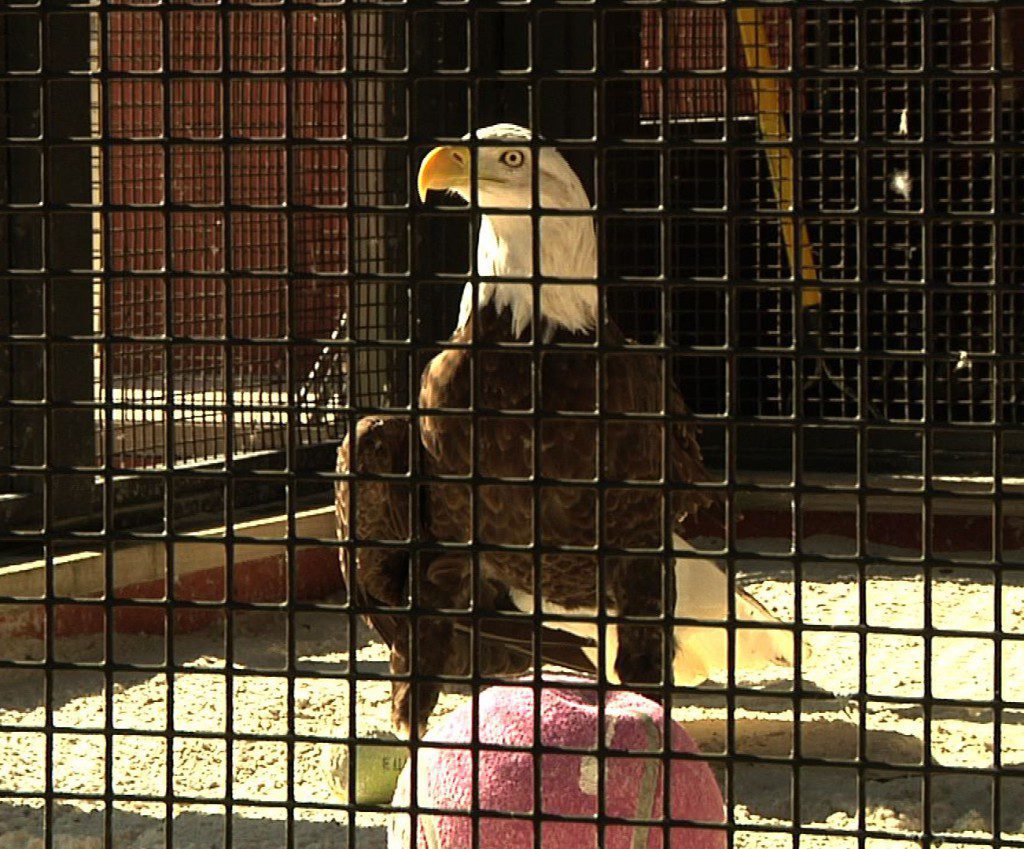 Regena, one of the two American Bald Eagles housed at the E.O. Wilson Biophilia Center.
