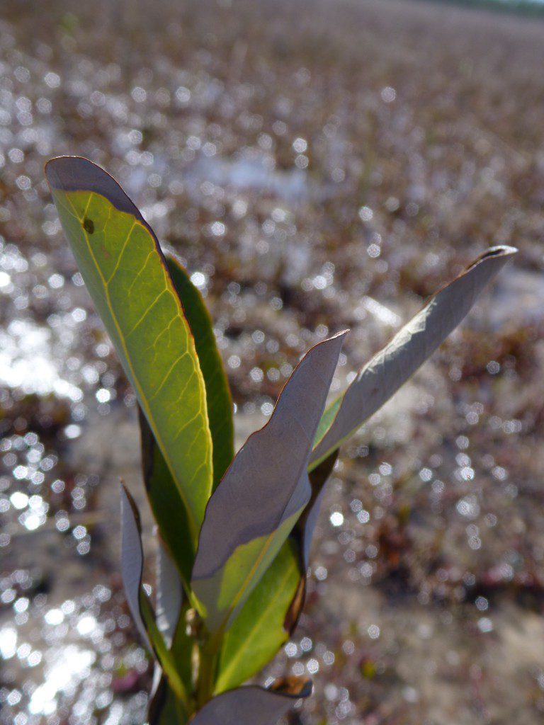 Withered Black Mangrove