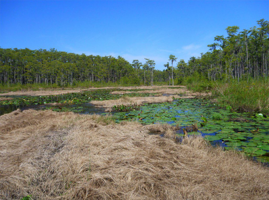 Dead vegetation on the surface of Lower lake Lafayette. The segmentation of the lake in the early twentieth century has affected its ability to "dry down." Many Leon county lakes naturally empty every few years, and the plants and animals that live in the lake have adapted to and thrive in such conditions. Impounding Lake Lafayette has caused floating mats of vegetation to form on its surface, disrupting the lake's ecology. Clearing it is an involved and expensive process.
