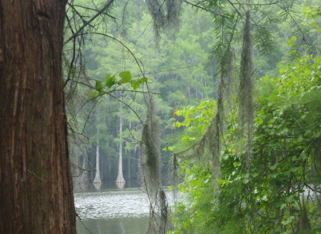 The sad thing about Lake Munson is that it is really an attractive lake. It is believed to have once been a cypress swamp, that had its water impounded in the 1800s. It is still ringed by cypress trees.