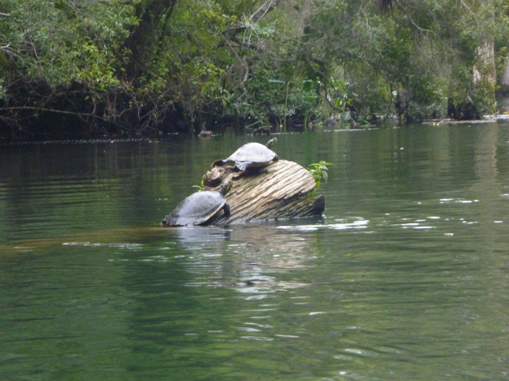 turtle-log