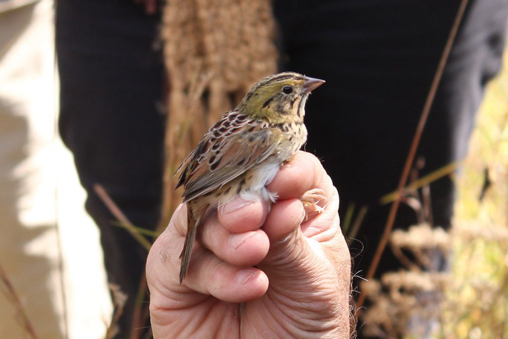 Henslow's sparrow being held by Tall Timbers ornithologist Jim Cox.