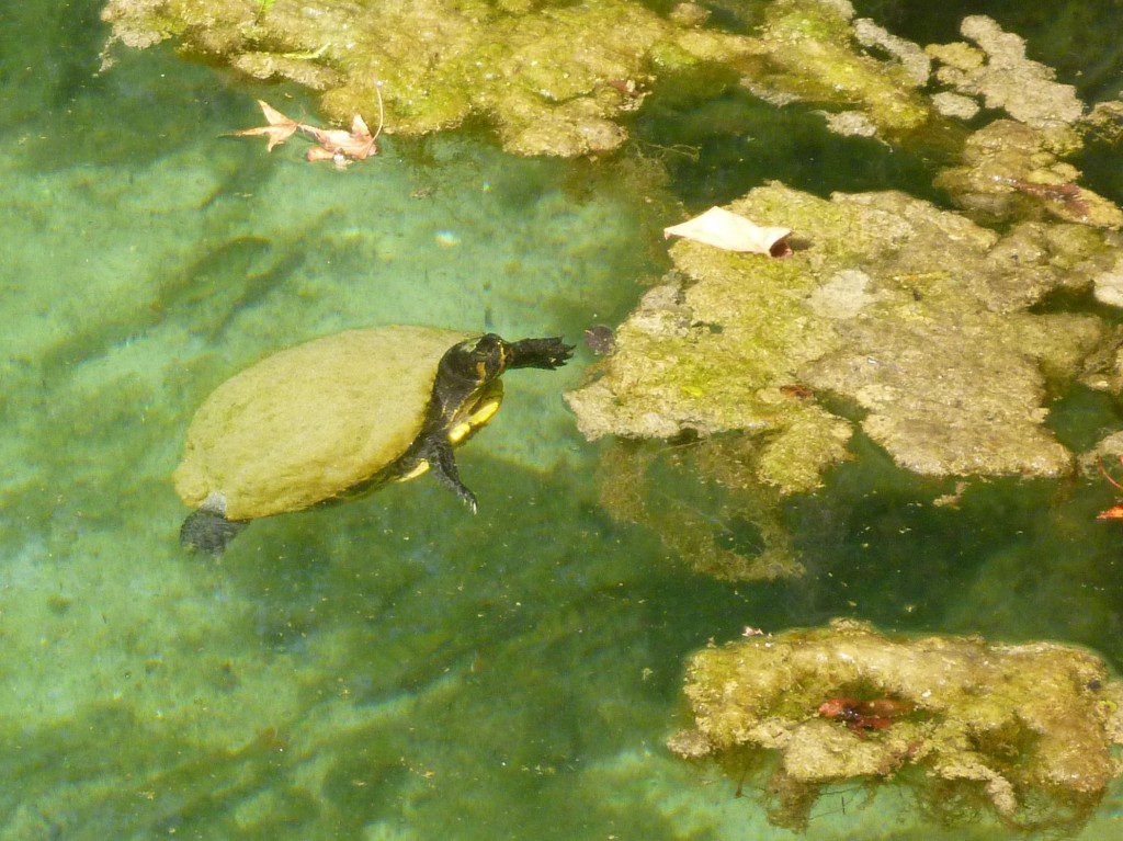A Suwannee cooter turtle swims among mats of algae in a sinkhole connected to Wakulla Springs.