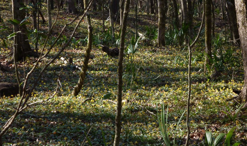 A hillside full of dimpled trout lilies.