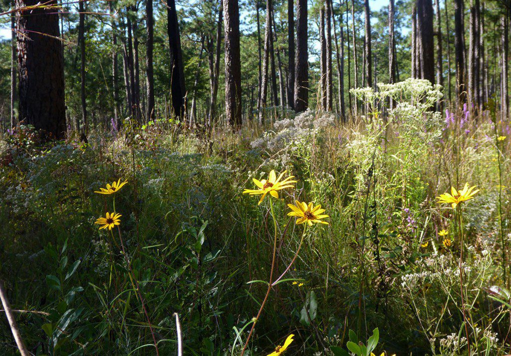 A diversity of flowers in grasses in an old growth long leaf pine habitat.