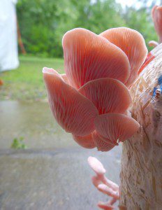 Lake Seminole Farm grows shiitake mushrooms (pictured in the banner image above) and pink oyster mushrooms.