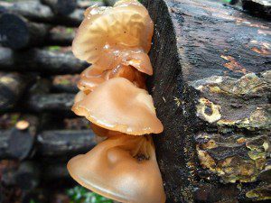 Mushrooms come in many shapes, sizes, and colors.  Many are toxic.  Approach mushroom foraging with caution.