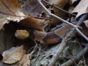 Copperhead snake by the Alum Bluff sand bar, Apalachicola River. Taken during RiverTrek 2012.