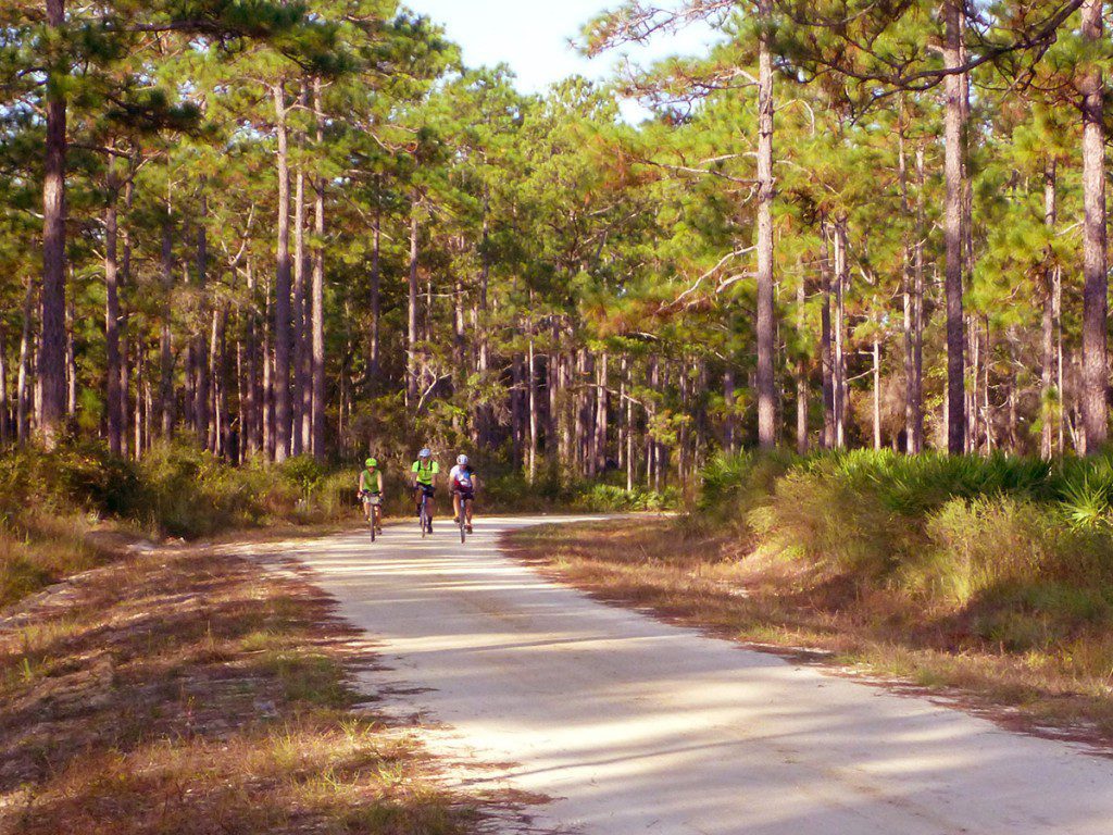 Cycling through the Apalachicola National Forest.