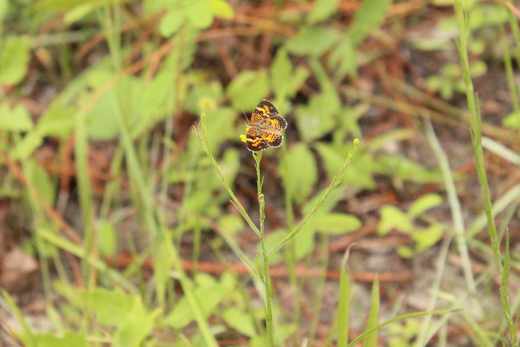 Walking through a longleaf forest, it would be easy to miss this little metalmark sunning itself on a tall grass. Regular burning opens up the understory for grasses and flowers used by butterflies and other species.