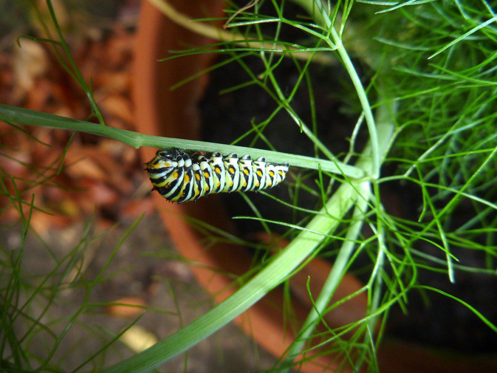 eastern black swallowtail caterpillar