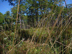 Wiregrass, flowers and forbs cover the ground in an old growth longleaf forest. 