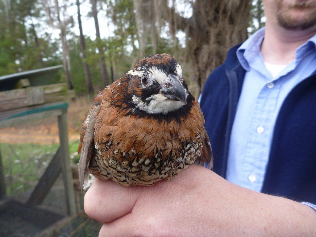 Bobwhite Quail (Colinus virginianus) in the hand of Dr. Theron Terhune, Game Bird Program Director at tall Timbers research Station & Land Conservancy.