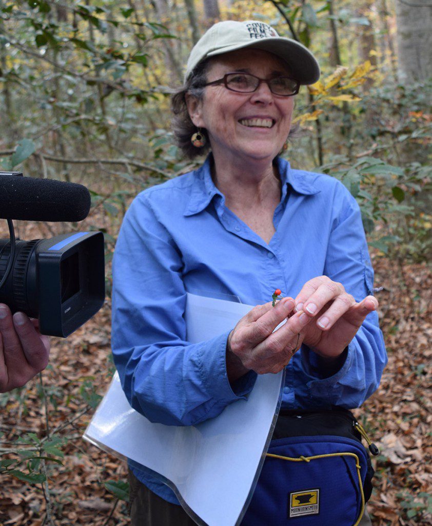 Beth grant holds a partridge berry (Mitchella repens).