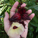Roselle flowers harvested at Turkey Hill Farm in Tallahassee, FL. ROselle Flowers are used to make red zinger tea.