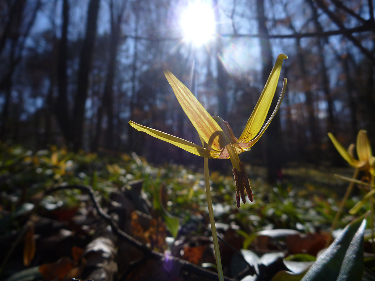 A Trout lily at the Wolf Creek Trout Lily Preserve in Grady County, Georgia.