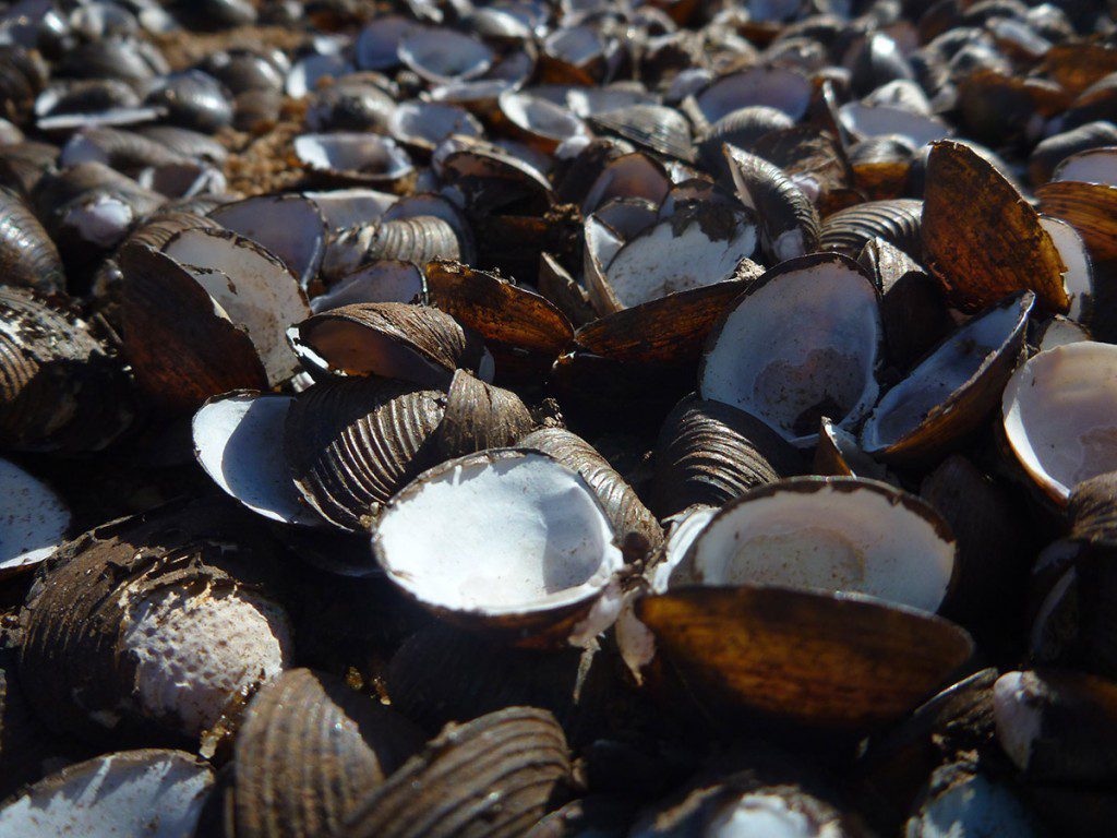 Asiatic clams (Corbicula fluminea), are an invasive freshwater mollusk that thrive in this part of the Ochlockonee.