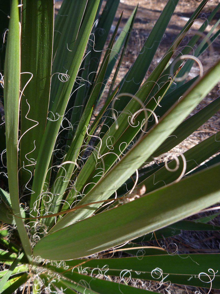 Yucca filamentosa, also known as common yucca or Adam's Needle.