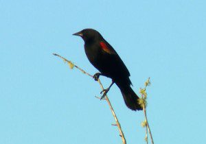 Commonly seen along the edges of lakes in ponds in our area, the red winged blackbird 's call is strong presence in the Lake Iamonia soundtrack.