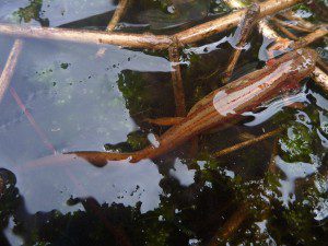 Striped newt newly released into an ephemeral wetland in the Apalachicola National Forest.